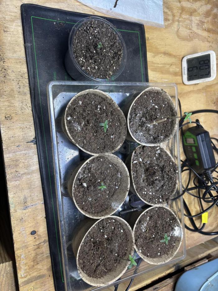 White widow auto xxl. Week 0 - Put in soil on 3 march on heating pad set to 78 degrees. sprouted 2 days later 
