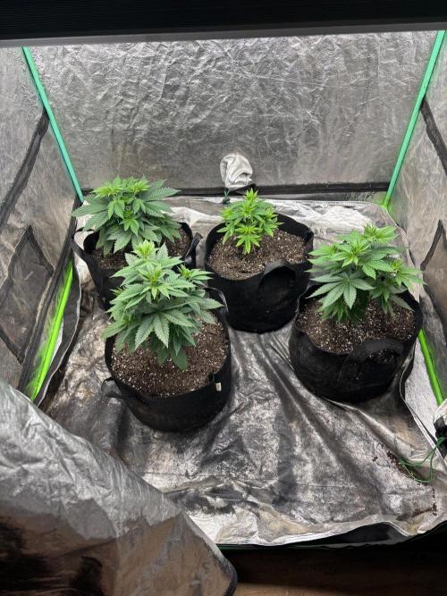 Bubba Kush. Week 4