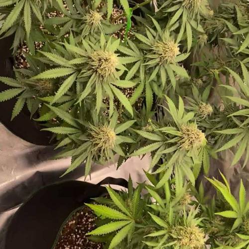 ILGM - Super skunk, Big Bud & Gold Leaf.