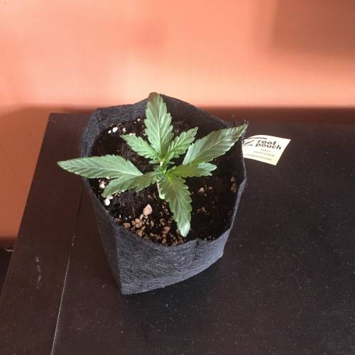 Dwarf Auto. Week 1