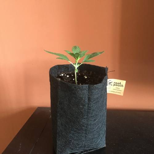 Dwarf Auto. Week 1