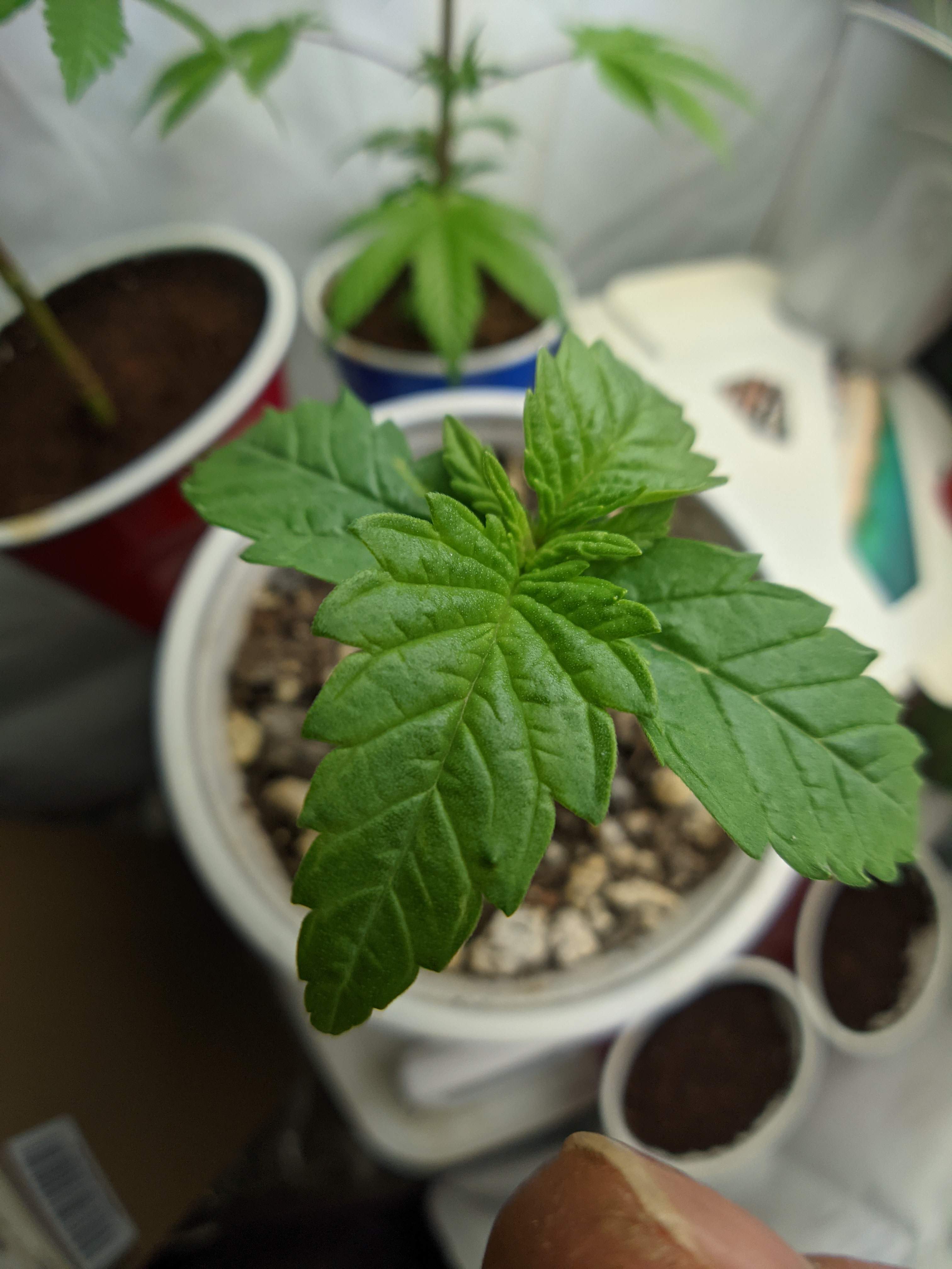 Humboldt Seed Company Blueberry Muffin grow diary (journal) week2 by