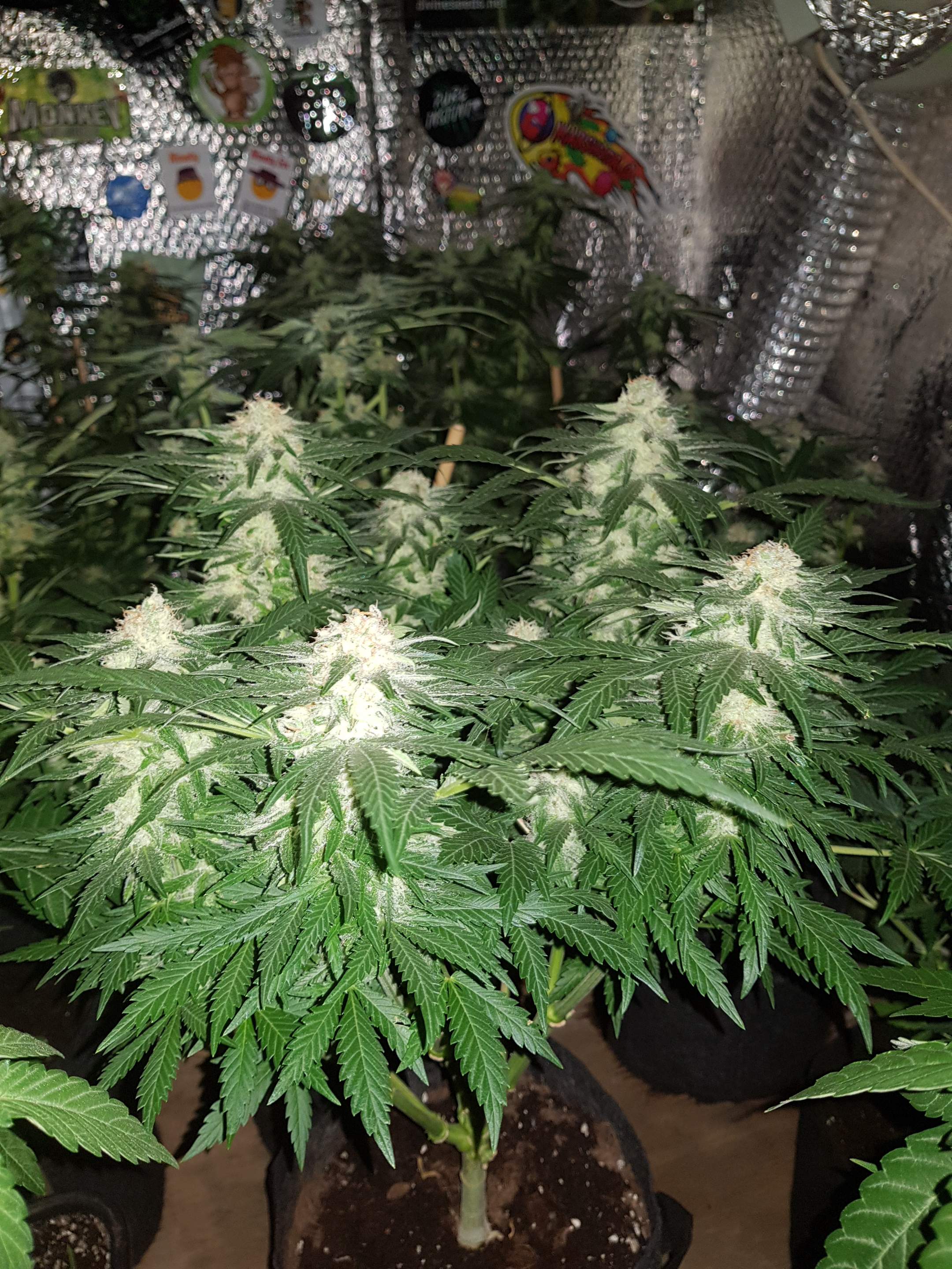 Green House Seed Co. Bubba Kush, Green House Seed Co. Jack Herer, Green