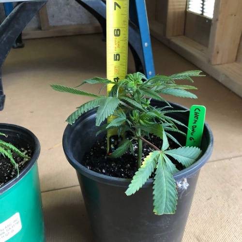 1st Grow!. Week 3 - Chemdawg