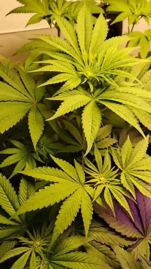 El Dorado OG (DWC)