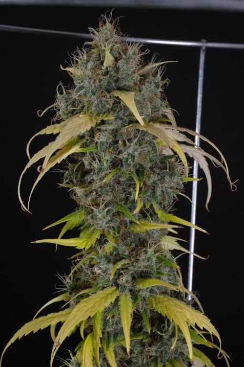 Mendo Creme. Week 15