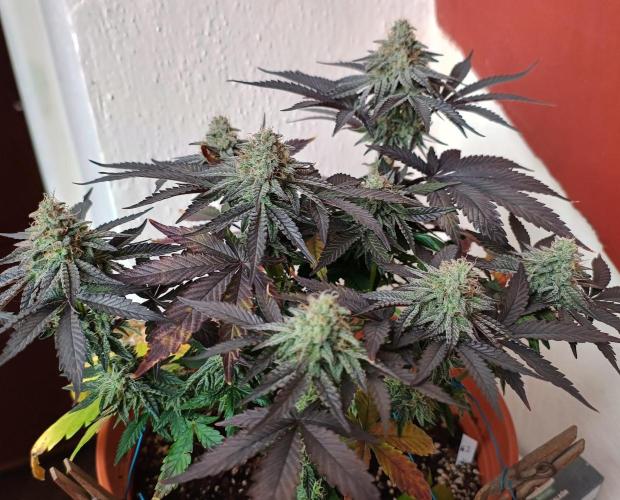 Gelato-K indoor 2026. Week 7 - 46 days in flower