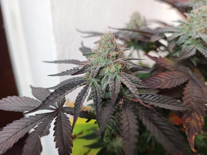 Gelato-K indoor 2026. Week 7 - Frosty 