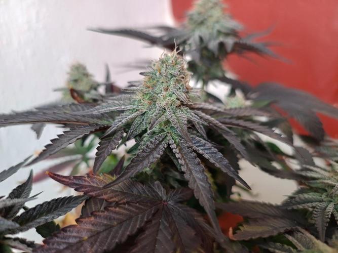 Gelato-K indoor 2026. Week 7 - Frosty