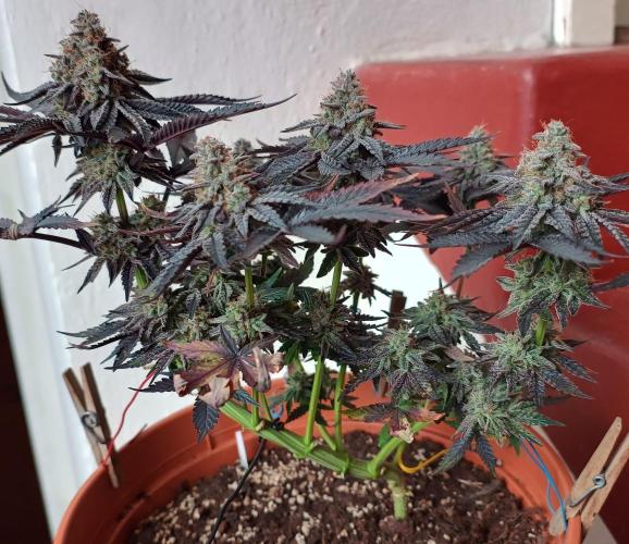 Gelato-K indoor 2026. Week 8