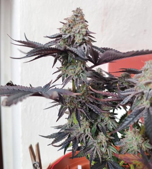 Gelato-K indoor 2026. Week 8