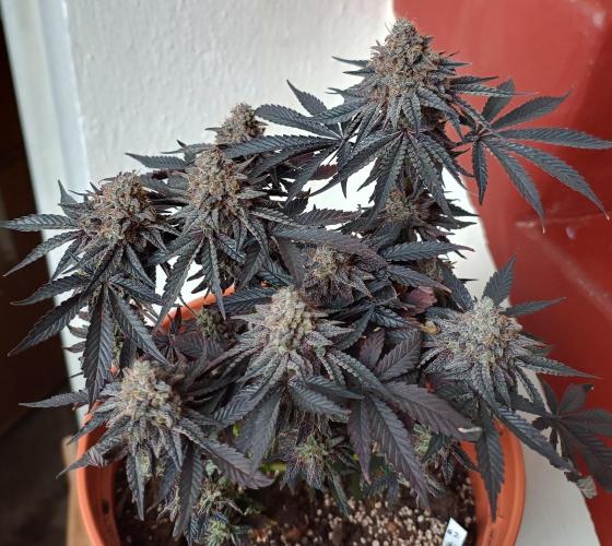 Gelato-K indoor 2026. Week 9 - Final stage from another angle