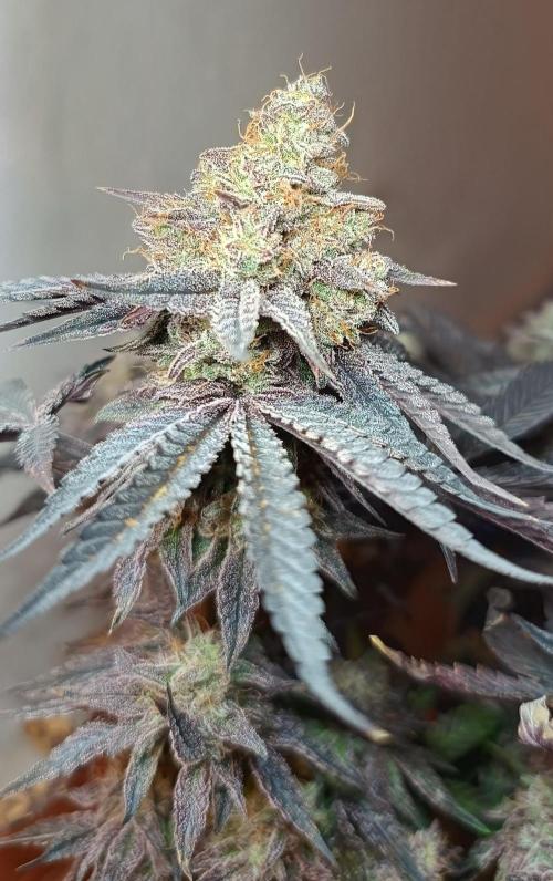 Gelato-K indoor 2026. Week 9 - Main bud with different ligh