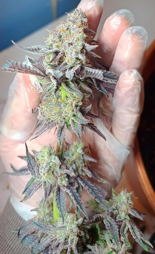 Gelato-K indoor 2026. Week 9 - After chop