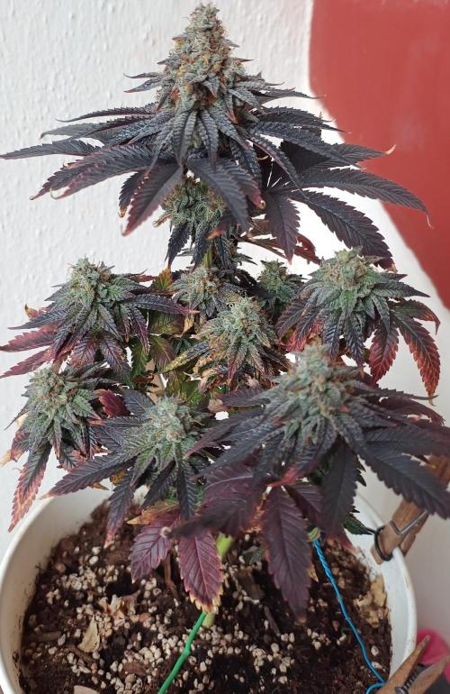 Gelato-K indoor 2026. Week 9 - Another specimen of Gelato-K. Not as purple, but frosty!