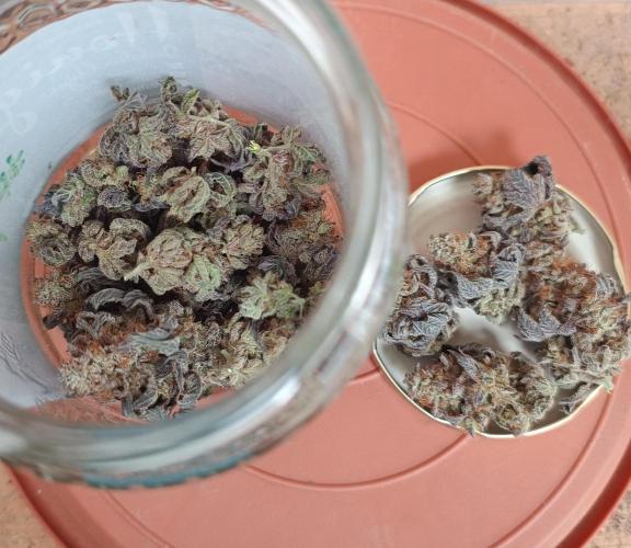 Gelato-K indoor 2026. Week 9 - Dryed