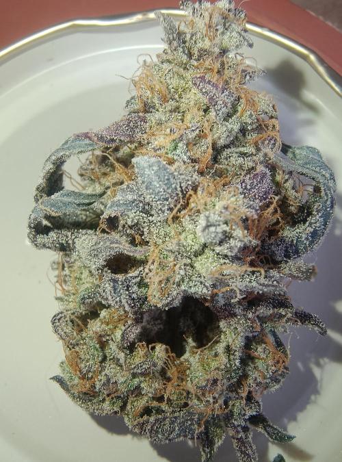 Gelato-K indoor 2026. Week 9 - Random bud