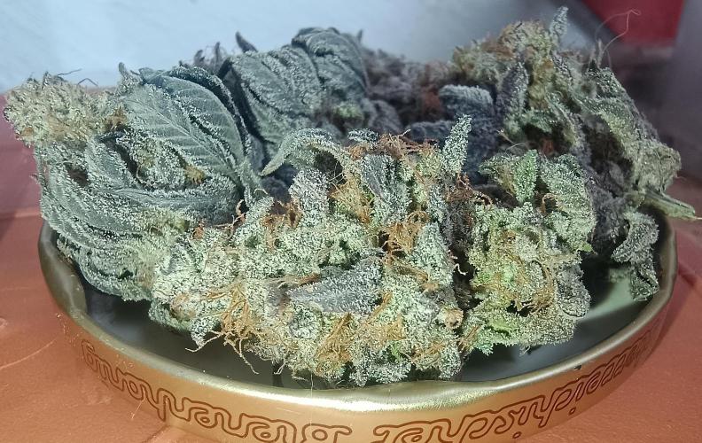 Gelato-K. Week 9