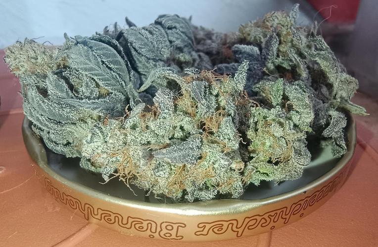 Gelato-K indoor 2026. Week 9 - Random bud