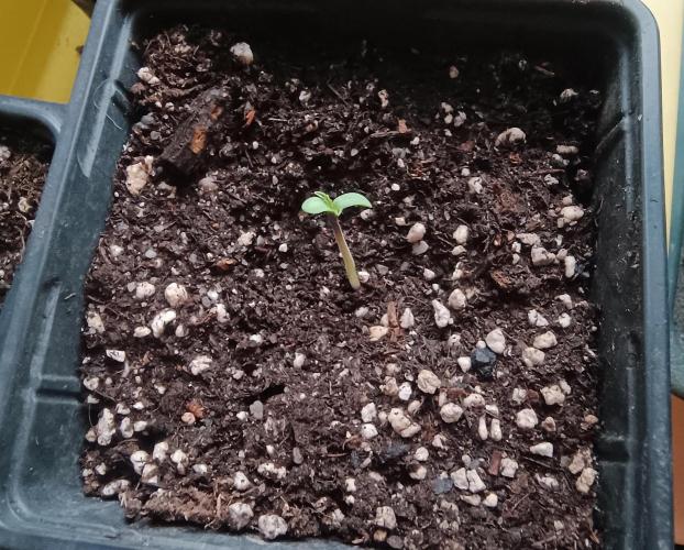 Legal Summer 2026. Week 0 - Little baby