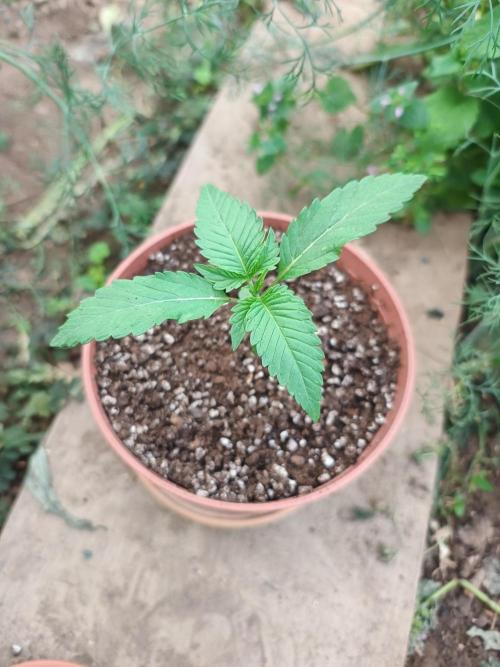 Legal Summer 2026. Week 2