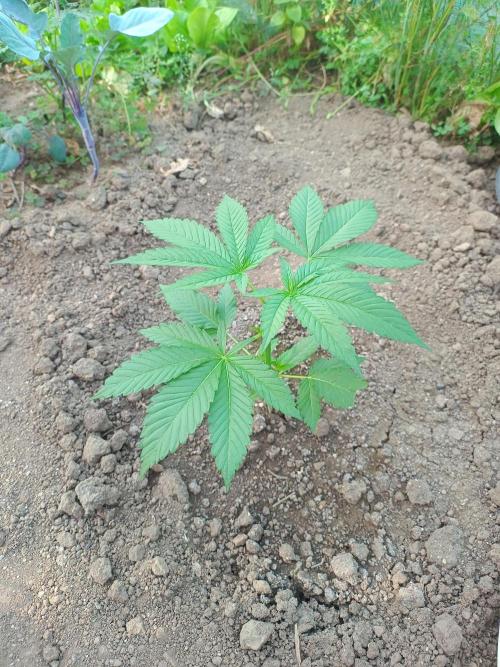 Legal Summer 2026. Week 4