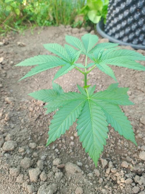 Legal Summer 2026. Week 4