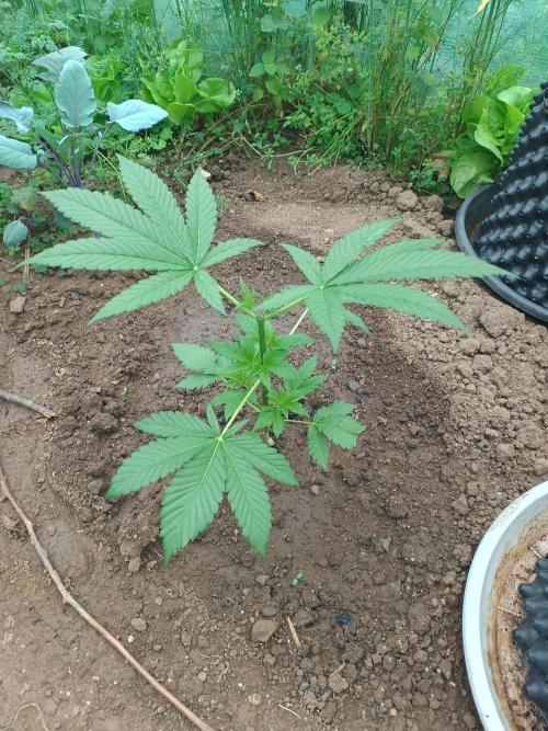 Legal Summer 2026. Week 5