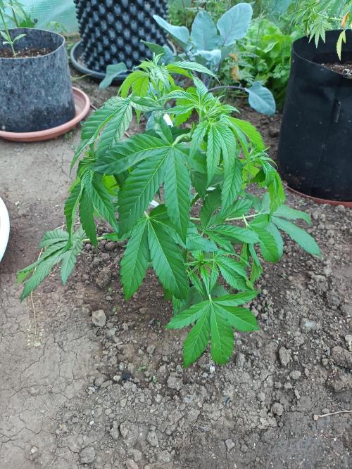Legal Summer 2026. Week 7