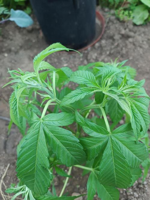 Legal Summer 2026. Week 7