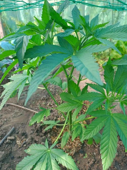 Legal Summer 2026. Week 8