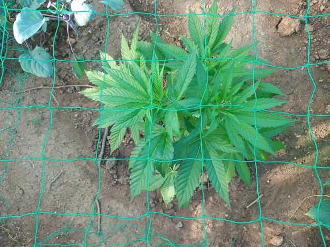Legal Summer 2026. Week 8