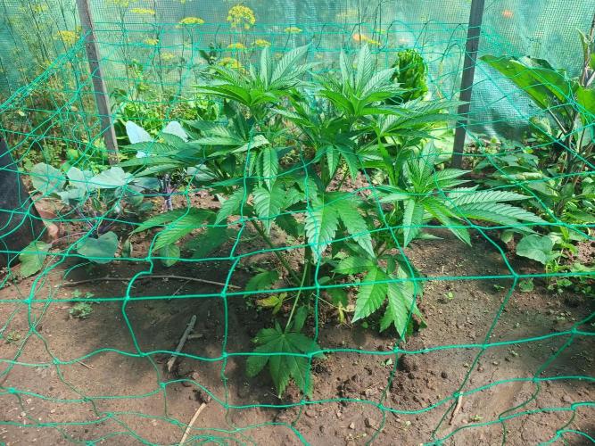 Legal Summer 2026. Week 8
