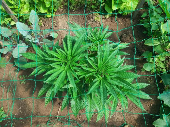 Legal Summer 2026. Week 8