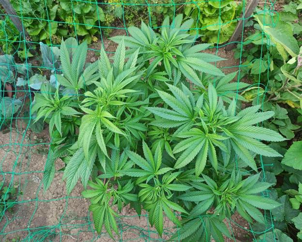 Legal Summer 2026. Week 9