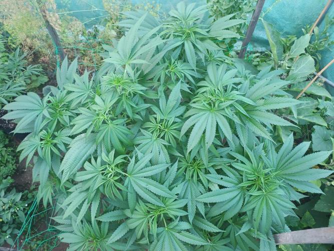 Legal Summer 2026. Week 11