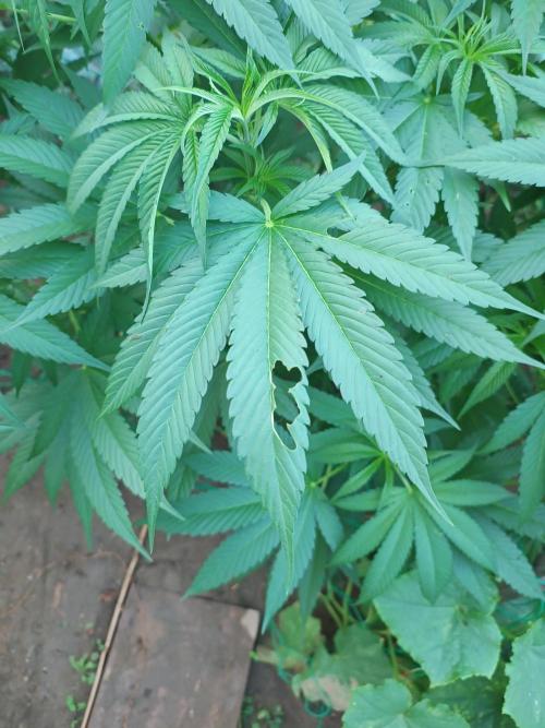 Legal Summer 2026. Week 11