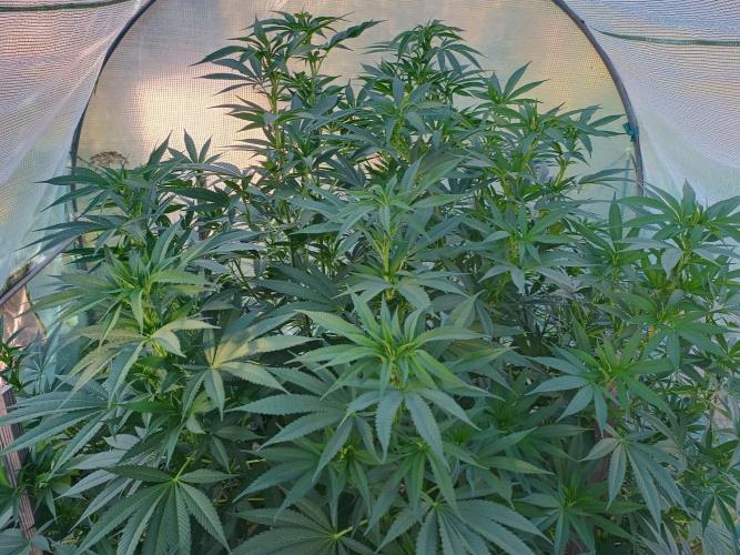 Legal Summer 2026. Week 16