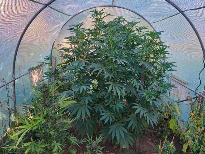 Legal Summer 2026. Week 16