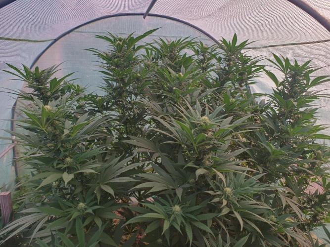 Legal Summer 2026. Week 20