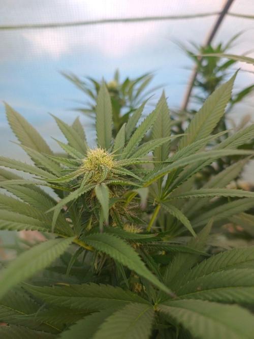 Legal Summer 2026. Week 20
