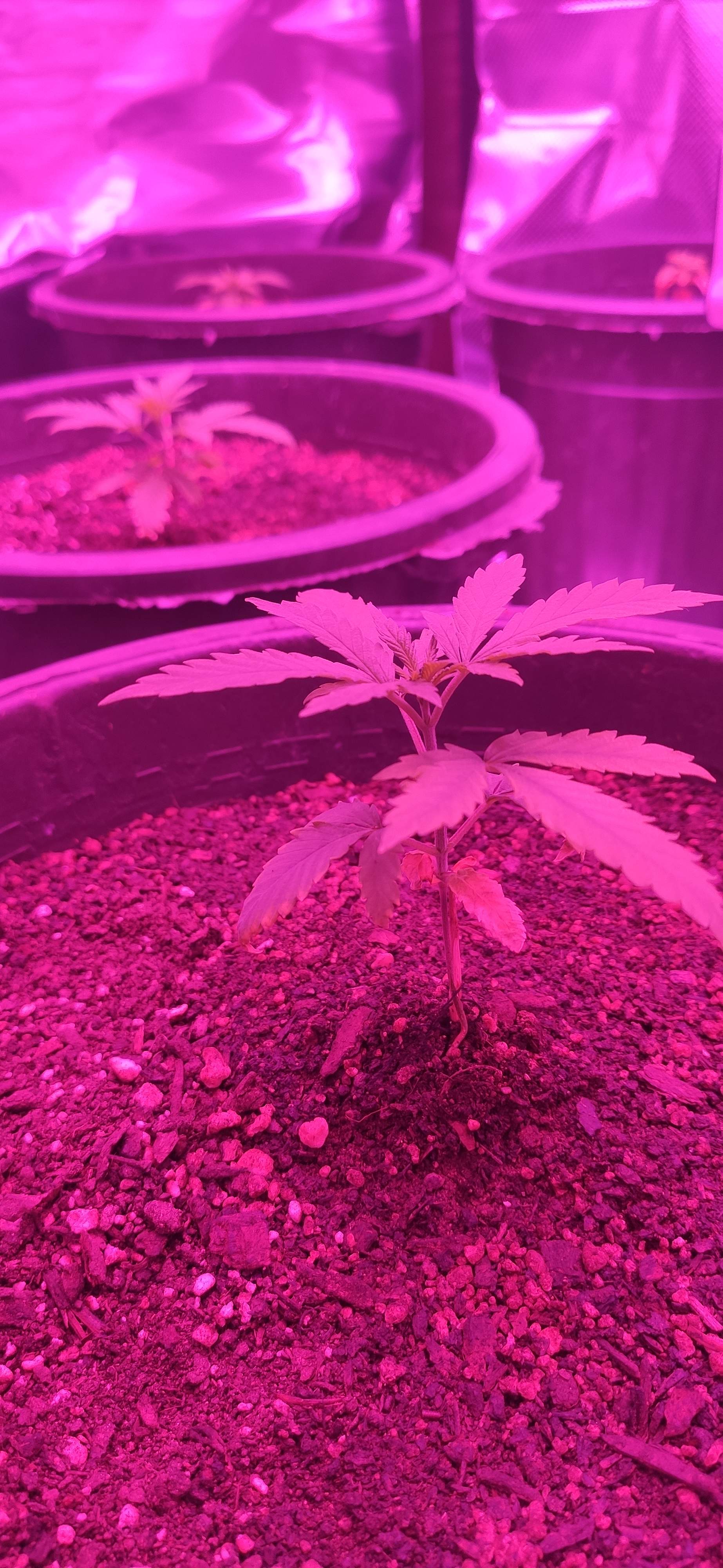 Barney's Farm Pineapple Chunk grow diary (journal) week2 by Rebellious