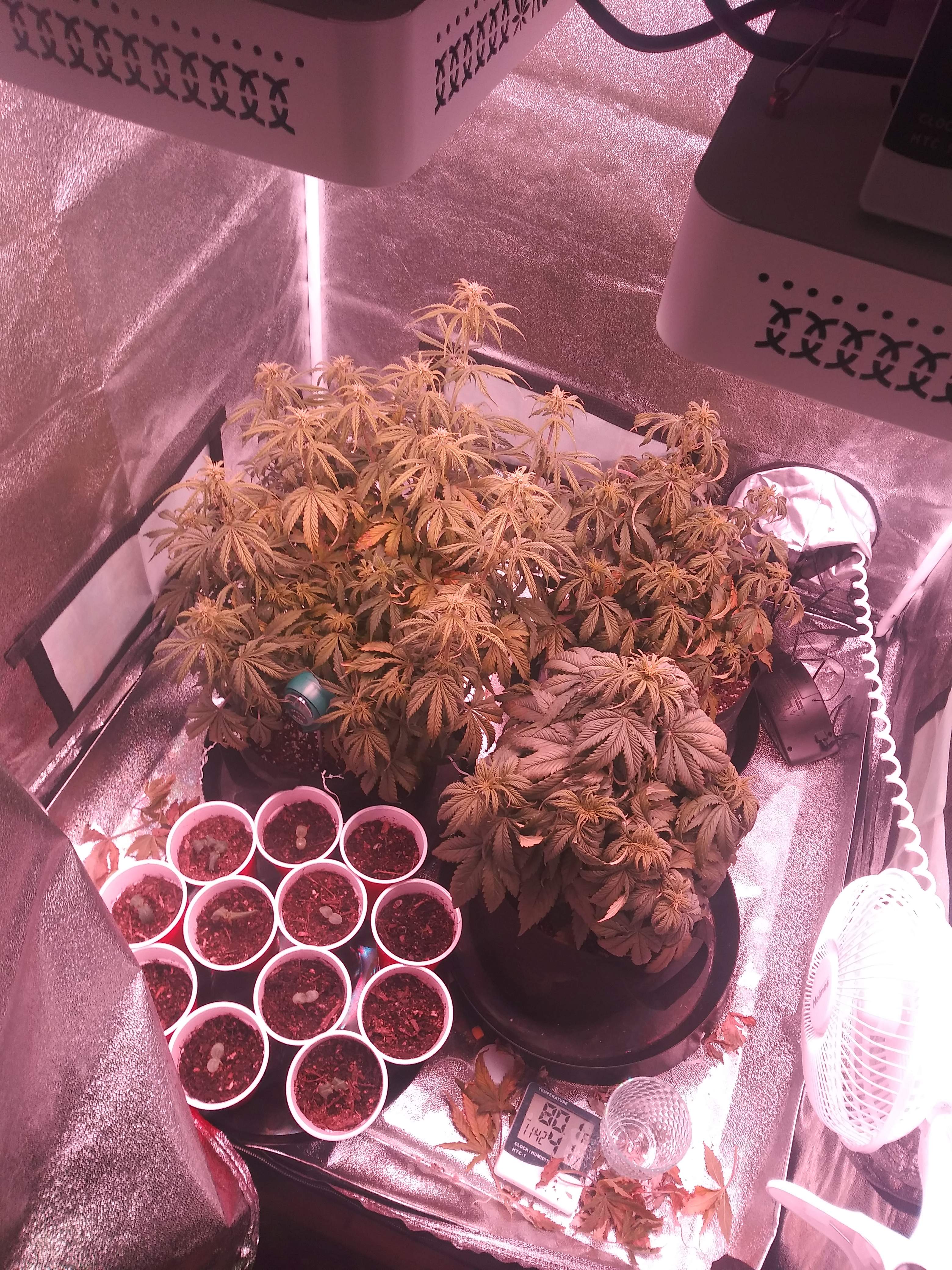 Growers Choice Seeds Sour Kush Auto grow diary (journal) week6 by