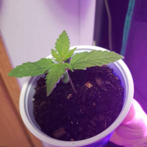 Seedsman white widow auto. Week 1