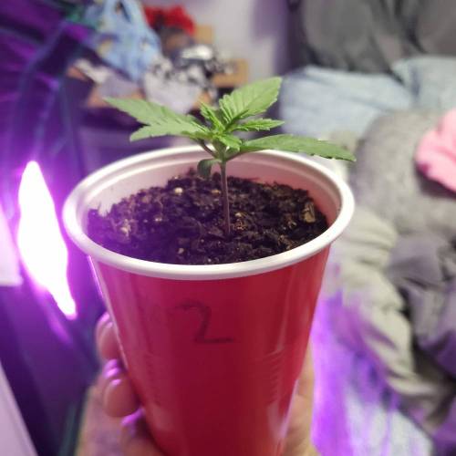 Seedsman white widow auto. Week 1