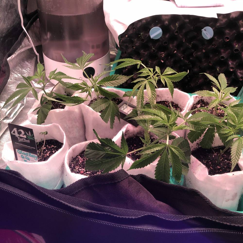 Barney's Farm Runtz x Layer Cake grow journal by JustDoWhatIHave2