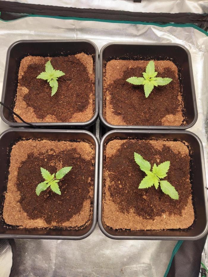 4x Northern Lights!. Week 1 - Second week!