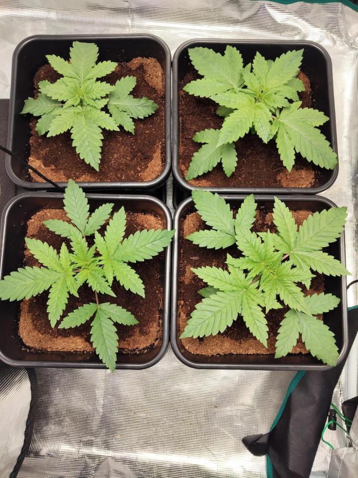 4x Northern Lights!. Week 2