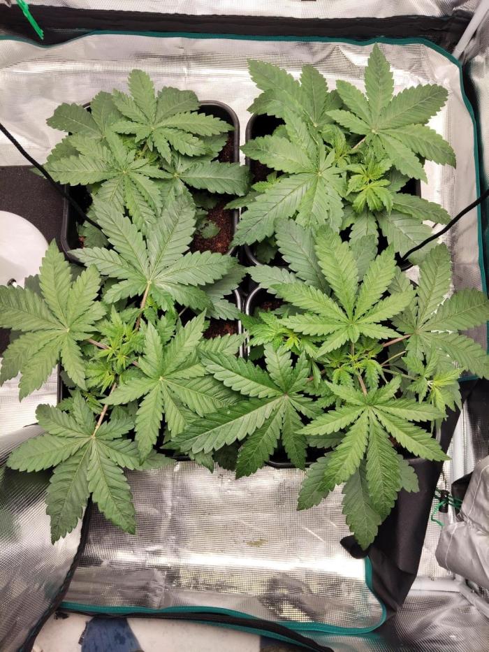 4x Northern Lights!. Week 3