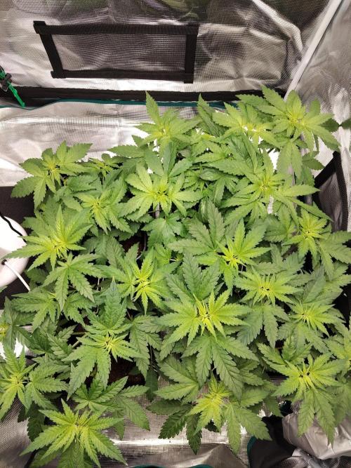 4x Northern Lights!. Week 4